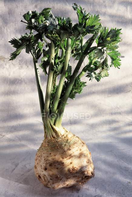 Raw Root celery on grey surface outdoors — Stock Photo