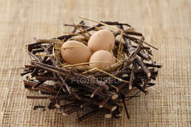 Huevos frescos en el nido - foto de stock
