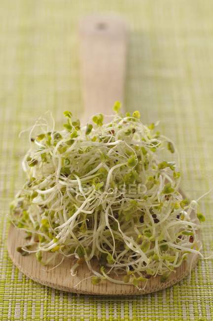 Broccoli cru brotos em bord corte de madeira — Fotografia de Stock