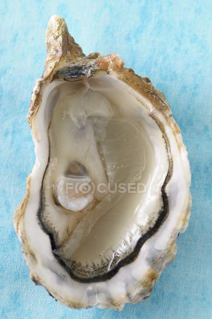 Frisch geöffnete Auster — Stockfoto