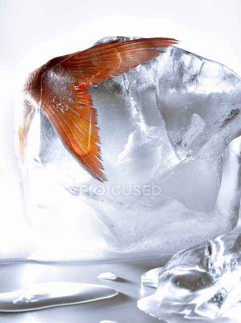 Cola de pescado en hielo - foto de stock