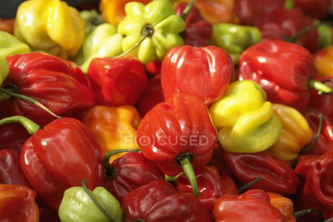 Fresh colorful habanero peppers — Stock Photo