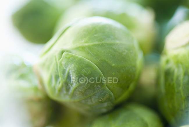 Raw brussels sprouts — Stock Photo