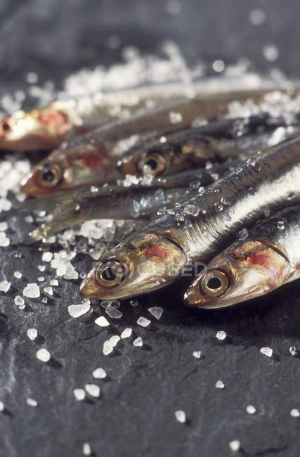Fresh anchovies and salt grains — Stock Photo