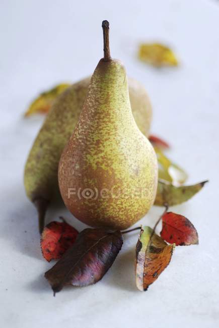 Peras frescas de otoño con hojas - foto de stock