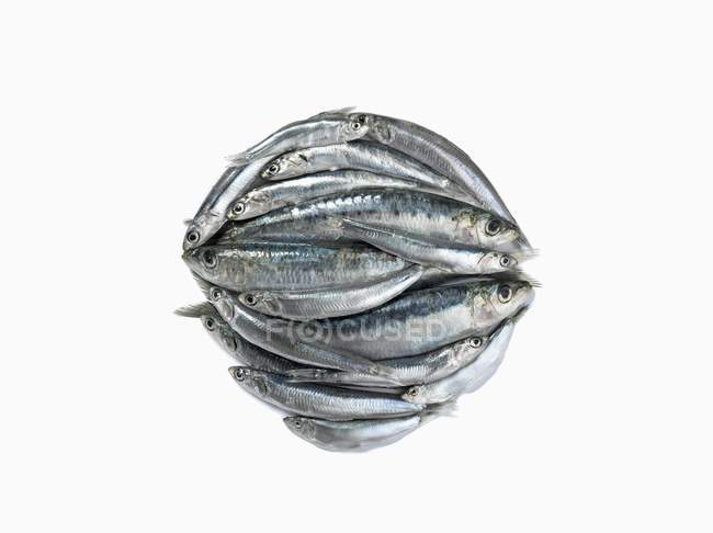 Montón de sardinas crudas - foto de stock