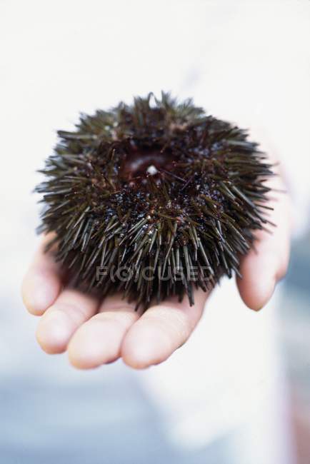 Closeup cropped view of hand holding sea urchin — Stock Photo