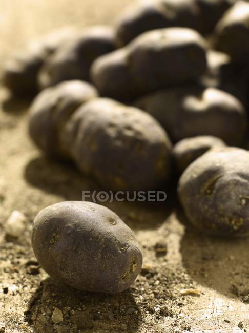 Fresh picked violet potatoes — Stock Photo