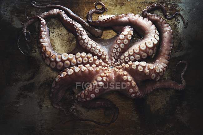 Frischer Oktopus in der Pfanne — Stockfoto