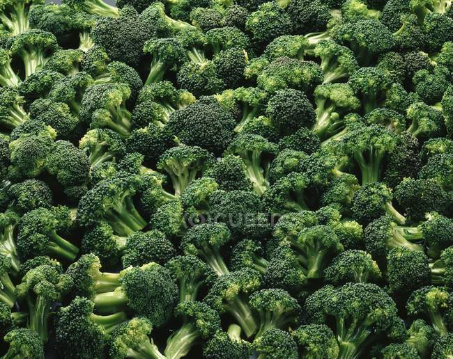 Broccolis fresco colhido — Fotografia de Stock