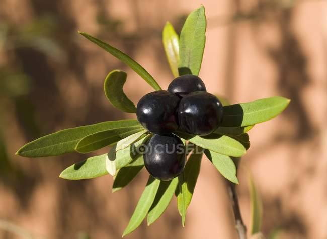 Branche d'olivier poussant à l'extérieur pendant la journée sur une surface floue — Photo de stock