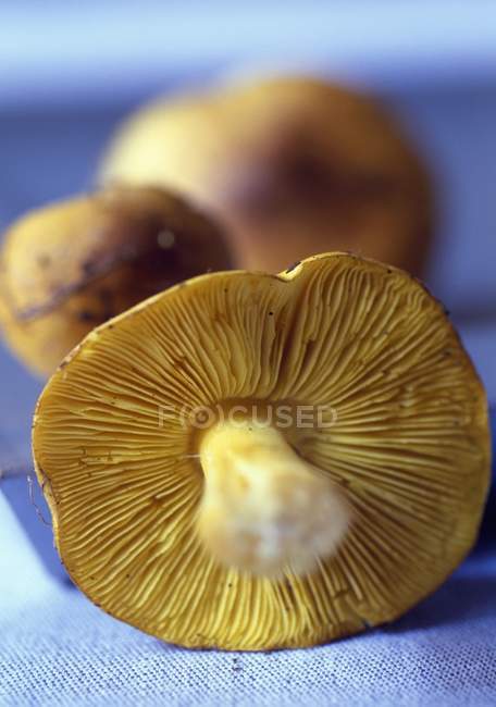 Аманіт де кесарів грибів — стокове фото
