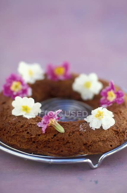 Pastel de chocolate con prímulas - foto de stock