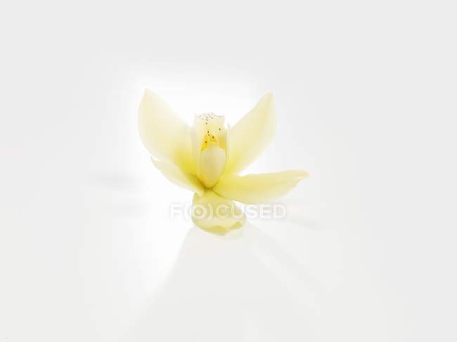 Крупный план цветения ванили на белой поверхности — стоковое фото
