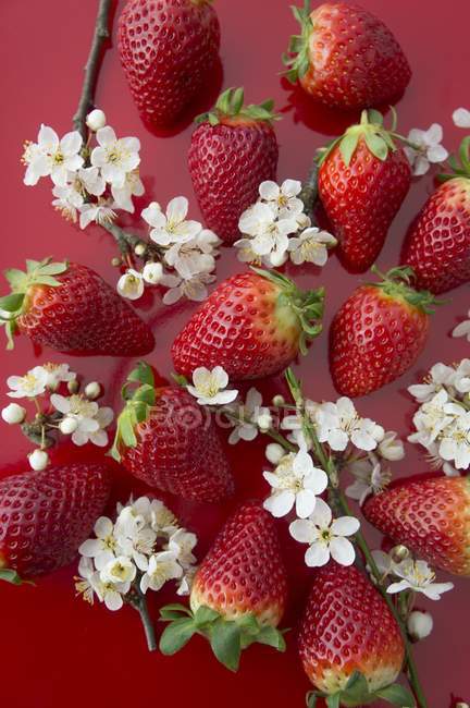 Fresh Strawberries with blossoms — Stock Photo