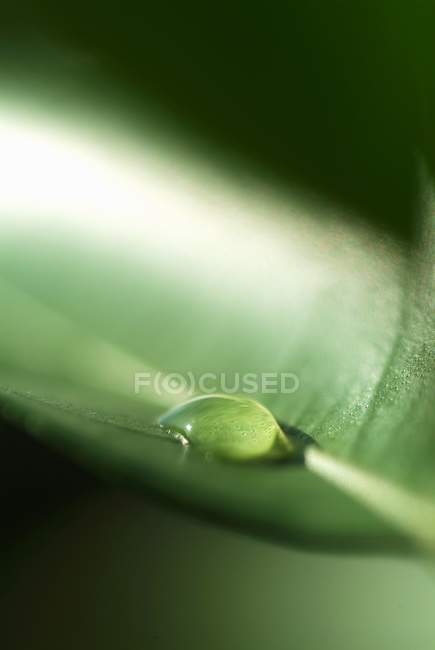 Closeup view of one drop of water on lemon tree leaf — Stock Photo
