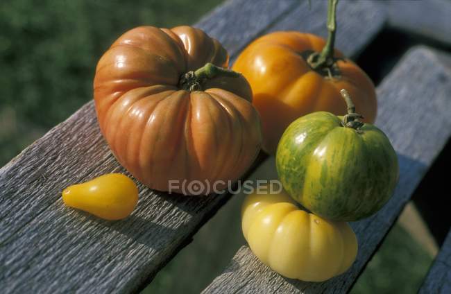 Frisch gepflückte bunte Tomaten — Stockfoto