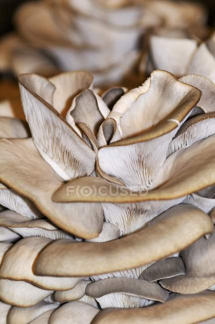 Fresh Pleurotus mushrooms — Stock Photo