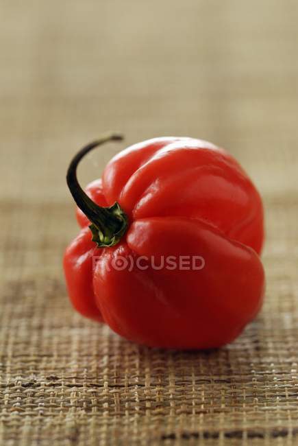 West Indian red pepper over tablecloth — Stock Photo