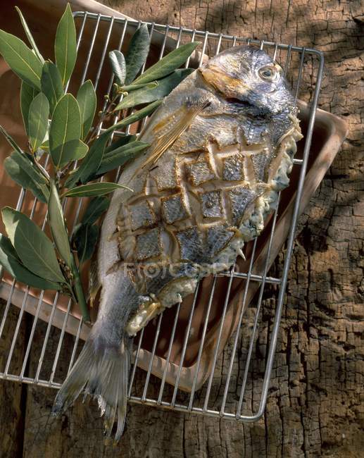 Жареный морской лещ с листьями шалфея — стоковое фото