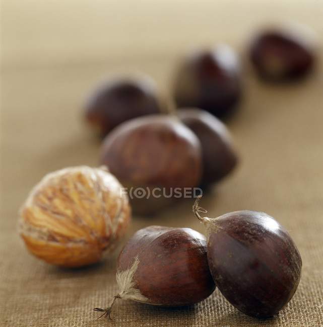 Whole dried Chestnuts — Stock Photo