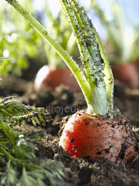 Zanahorias crudas en la tierra - foto de stock