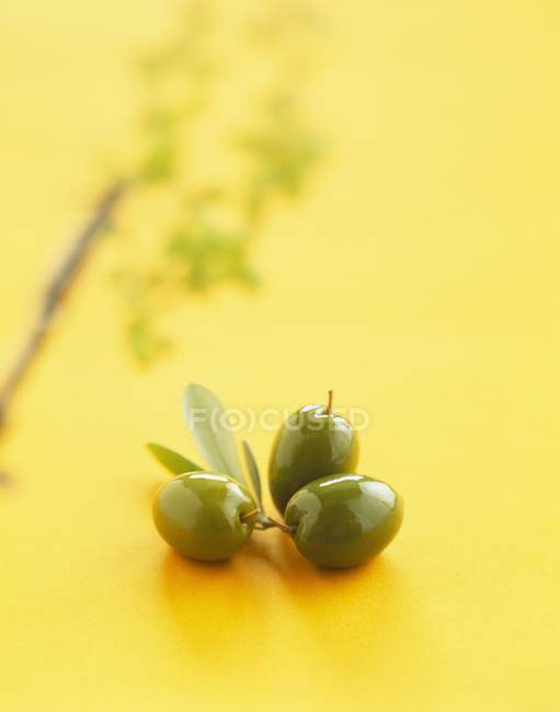 Ramita de aceitunas verdes - foto de stock