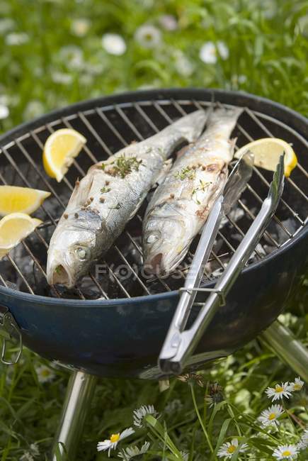 Grilled sea bass on barbecue rack — Stock Photo
