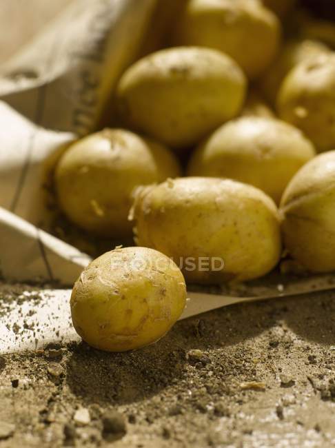 Fresh picked potatoes — Stock Photo