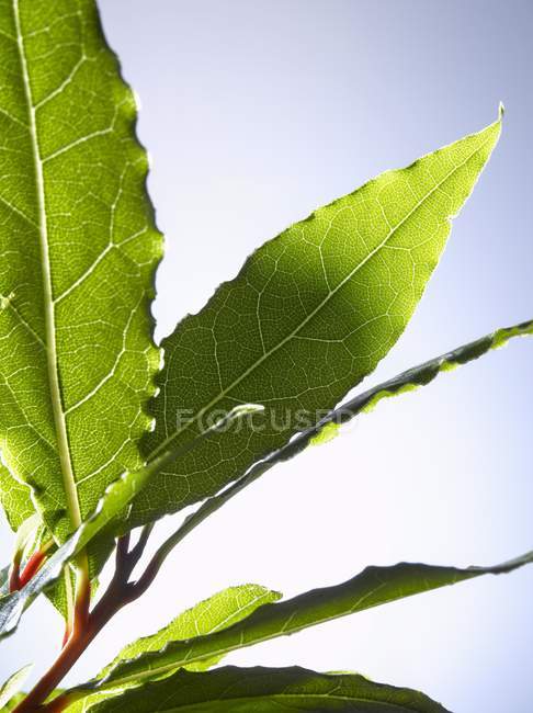 Folhas de louro frescas — Fotografia de Stock