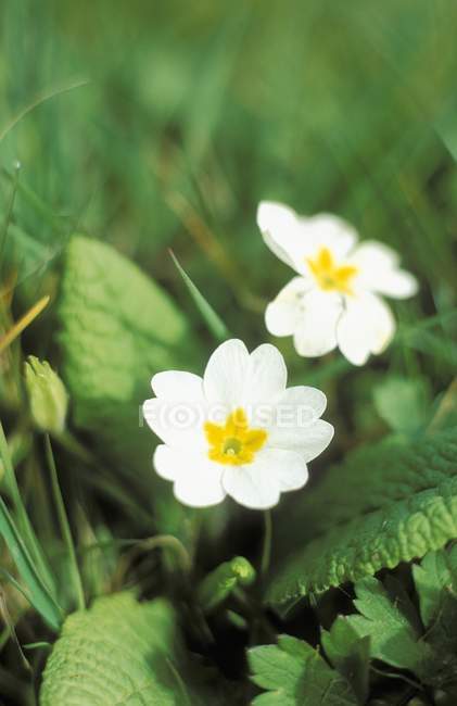 Крупный план цветения белых первоцветов — стоковое фото