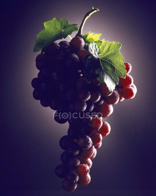 Bouquet de raisins rouges — Photo de stock