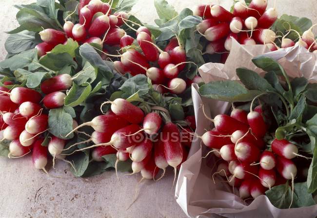 Fresh bunches of radishes — Stock Photo