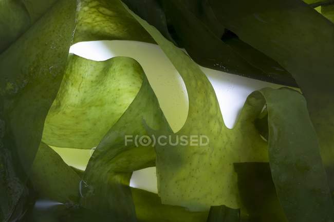 Vue rapprochée des algues vertes du Wakame — Photo de stock