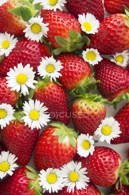 Frische Erdbeeren und Gänseblümchen — Stockfoto