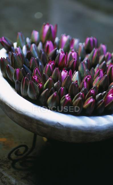 Vista de perto de flores de lótus dispostas em uma tigela — Fotografia de Stock