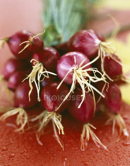 Красный весенний лук — стоковое фото