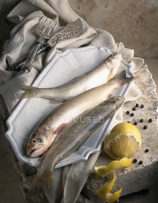 Fresh Lakefish char — Stock Photo