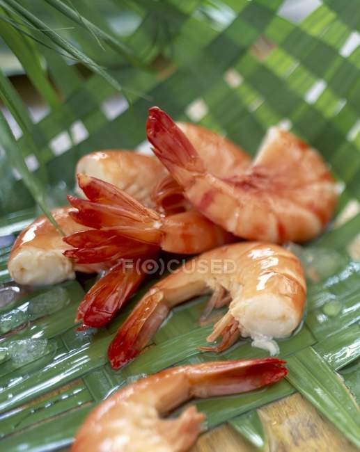 Vista close-up de caudas de camarão mediterrâneo em óleo sobre folhas — Fotografia de Stock