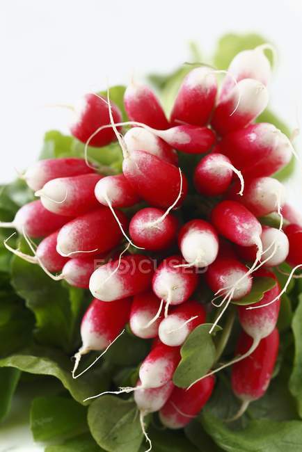 Lot de radis frais — Photo de stock