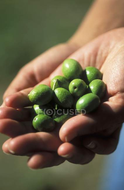Female hands holding Green olives — Stock Photo