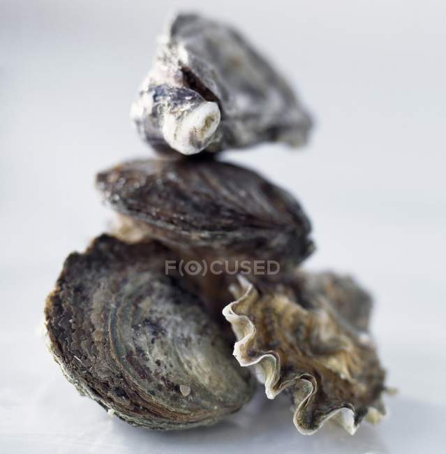 Fresh raw oysters — Stock Photo