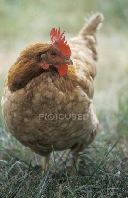 Vue rapprochée d'une poule marchant dans l'herbe — Photo de stock
