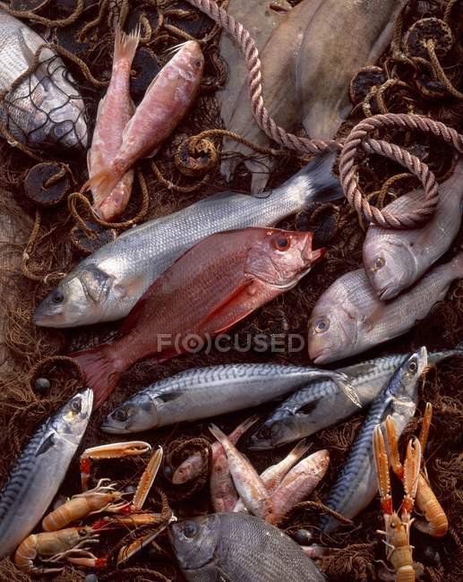 Selection of fresh caught fish — Stock Photo
