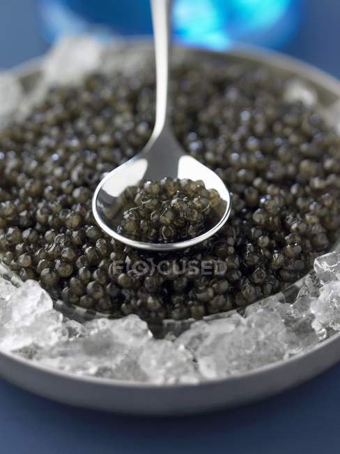 Hojalata y cuchara de caviar beluga - foto de stock