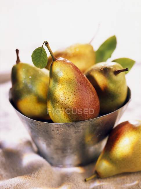 Peras frescas recogidas - foto de stock