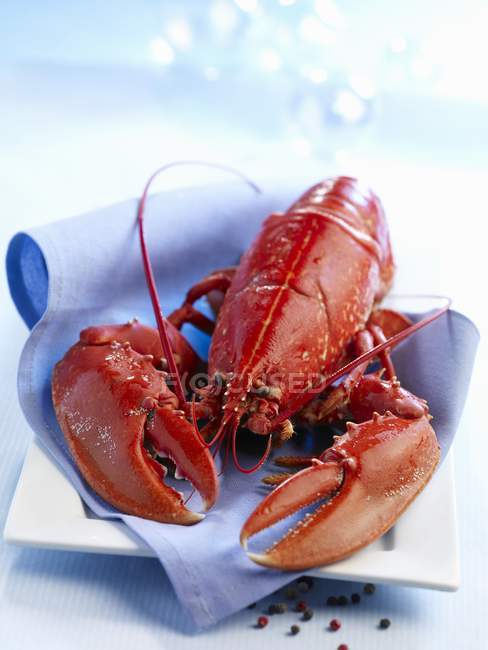 Vue rapprochée d'un homard rouge avec chiffon sur plaque — Photo de stock
