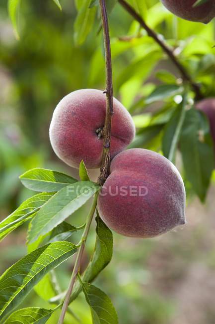 Peaches growing on tree — Stock Photo
