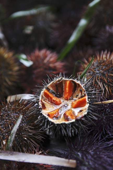Urchins parcialmente opned sobre fondo oscuro - foto de stock