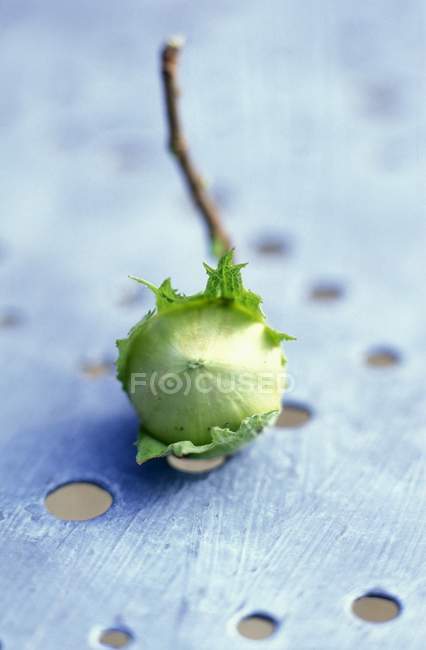 Avelã verde fresca colhida — Fotografia de Stock